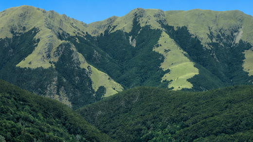 Coastal Otago roar hunting